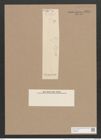 Pleurosigma subrigidum Grun. (de-Toni-Nr.: Genus 13, Species 1045) Zeichnungen Sammlung Grunow Nr. 1881 (NHMW-BOT-W0368992)